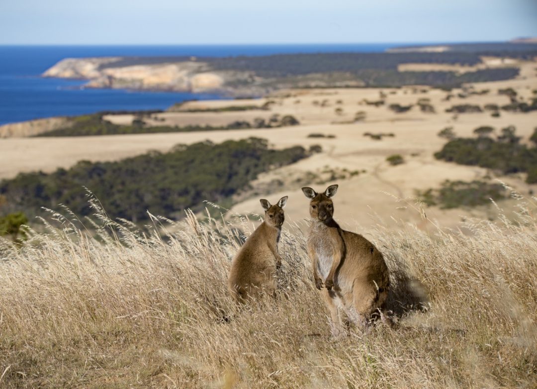 Australia: la natura dà spettacolo. Ecco i luoghi perfetti per uno scatto da cartolina