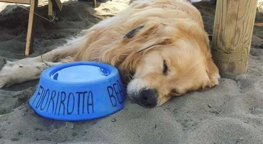 Spiagge per cani Toscana