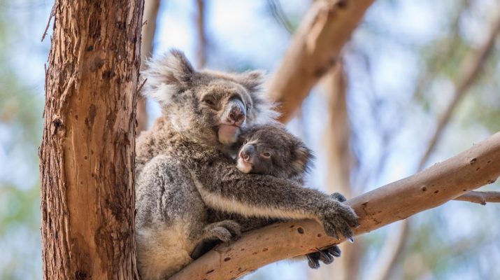 Foto Viaggio in Australia, alla ricerca degli animali