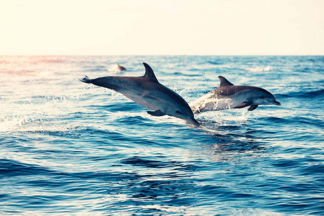 Osservare i delfini alle Isole Flegree