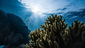 Giornata mondiale degli Oceani: 10 cose da sapere sulla salute del pianeta blu oggi