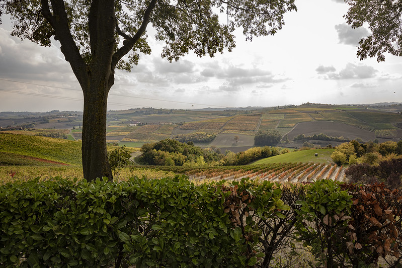 I paesaggi vitivinicoli