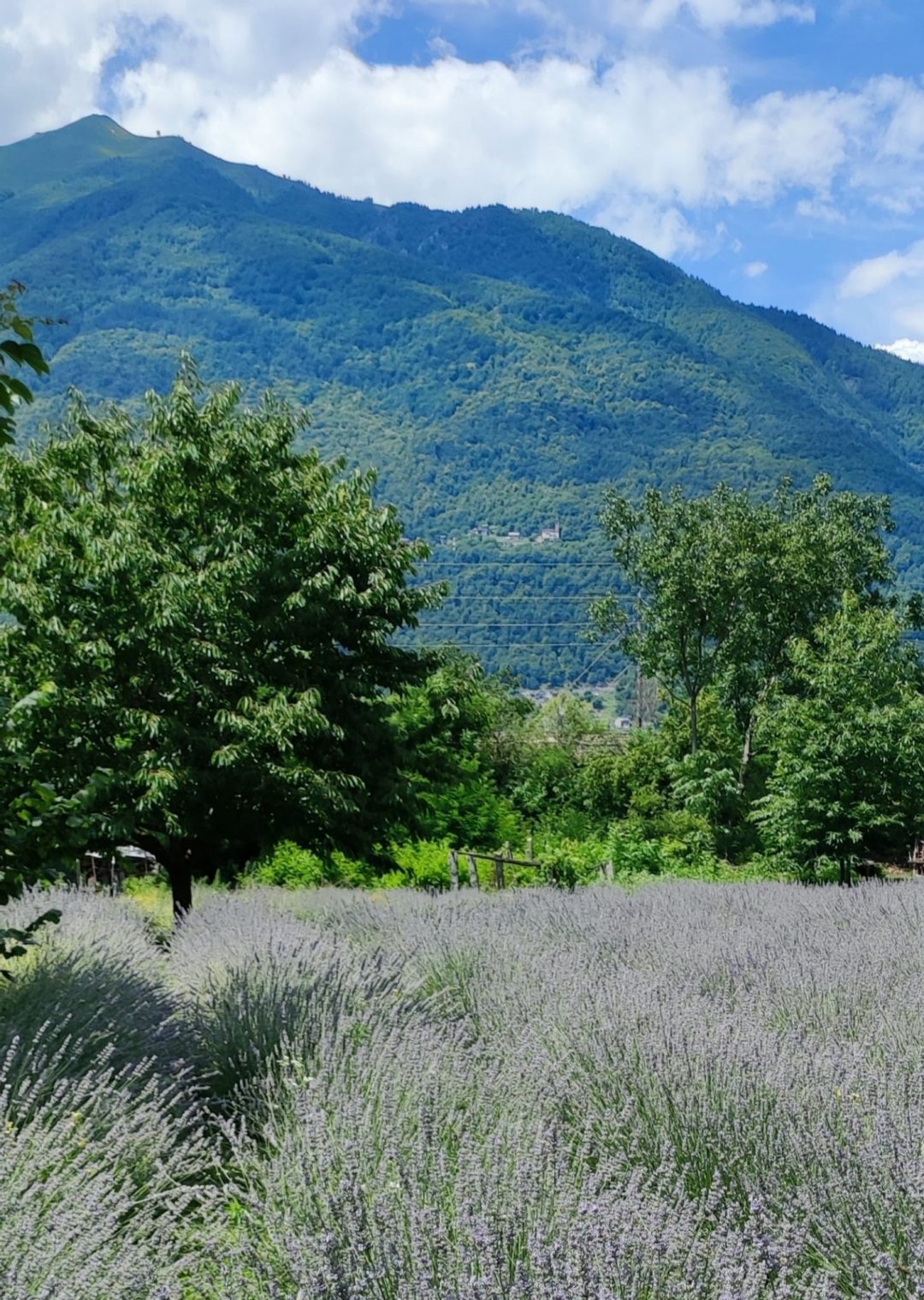 Piemonte: Alveare Ossolano, la lavanda di montagna