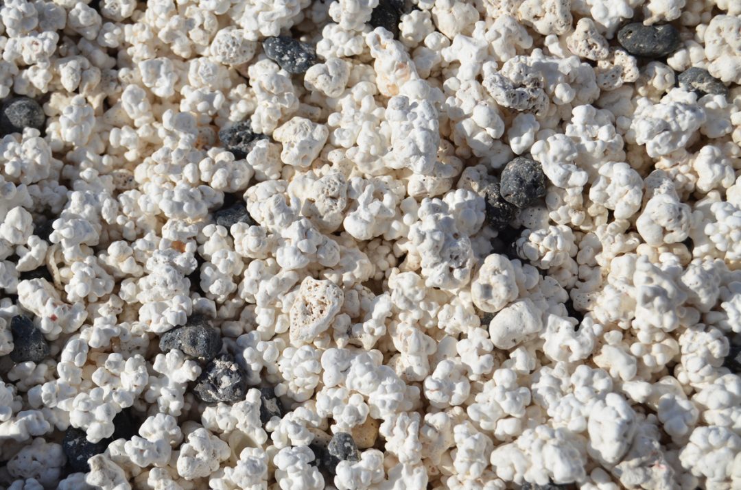 La “spiaggia dei popcorn” delle Isole Canarie: una distesa di coralli bianchi di 4.000 anni