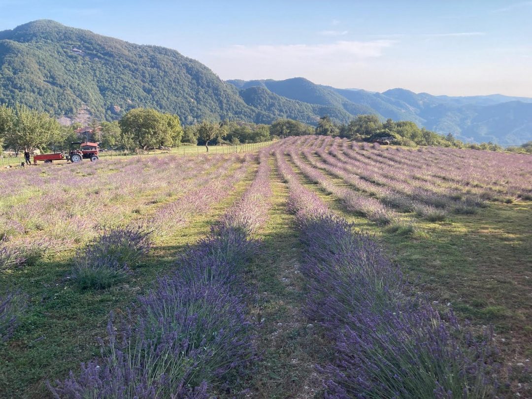 La fioritura della lavanda in Italia: i campi più belli, feste ed eventi dedicati alle magiche spighe viola
