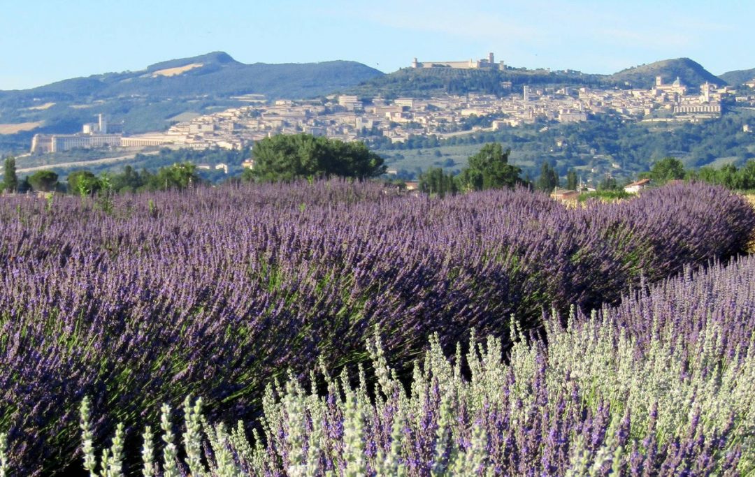 La festa della fioritura al Lavandeto di Assisi