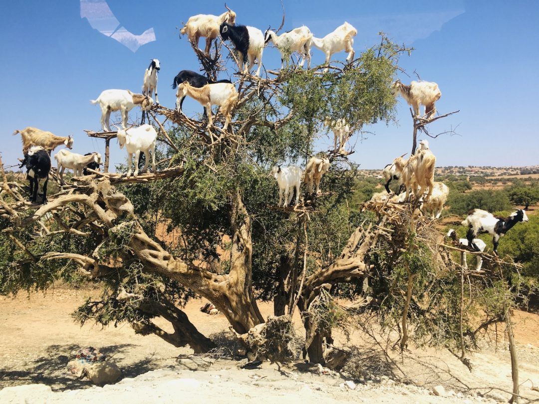 Il “mistero” delle capre sugli alberi (e la foto che non dovreste fare)