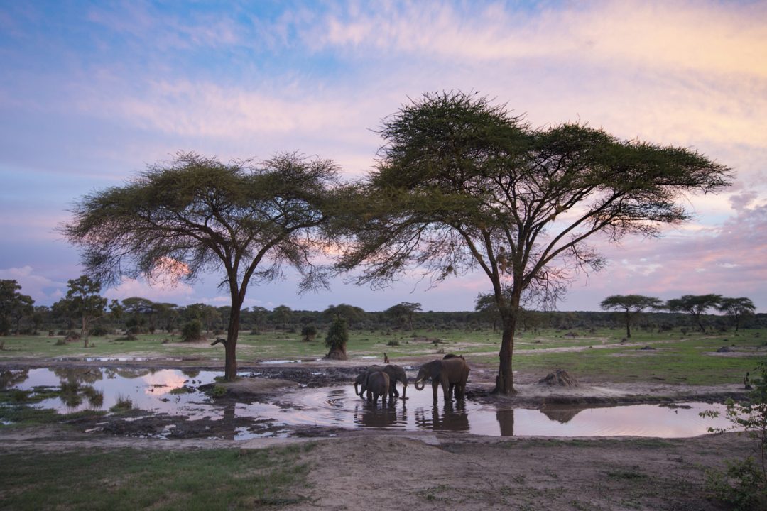 Parco Nazionale Hwange, Zimbabwe