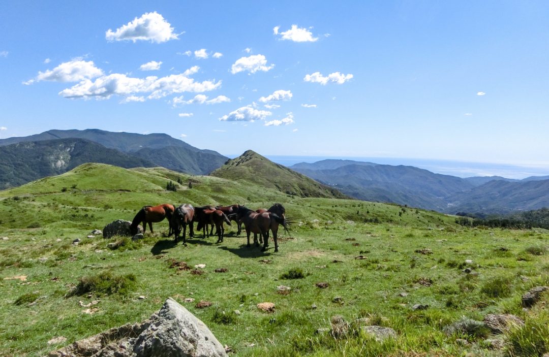 Cavalli in libertà e una Liguria insolita da scoprire: horse watching in Val d’Aveto