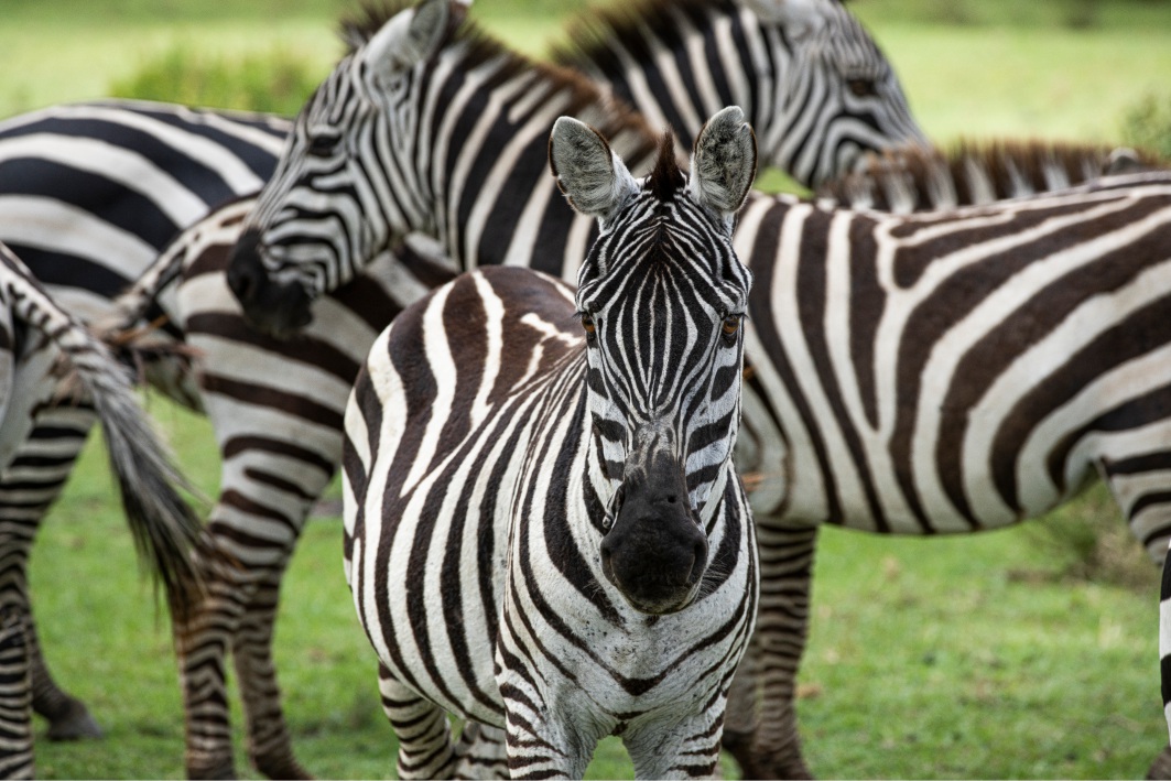 gruppo di zebre a Crescent Island