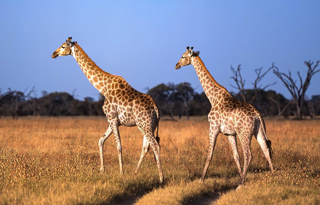 Viaggi ecosostenibili: i nuovi safari in Sudafrica