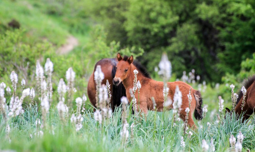Cavalli in libertà e una Liguria insolita da scoprire: horse watching in Val d’Aveto