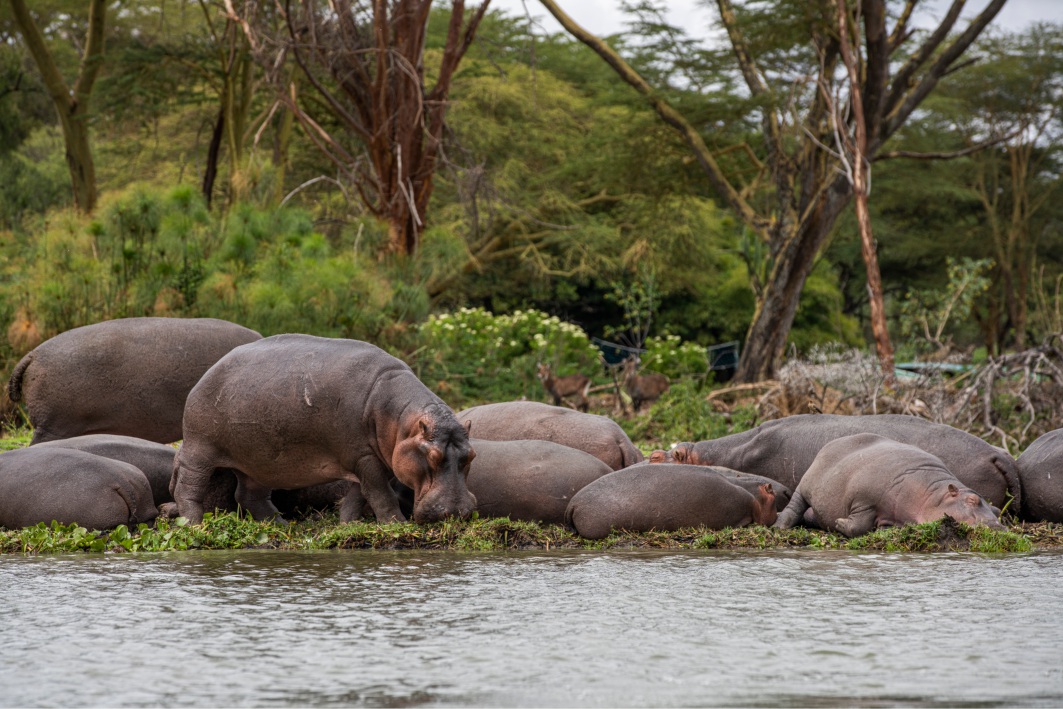 ippopotami sulle rive del Lago di Naivasha