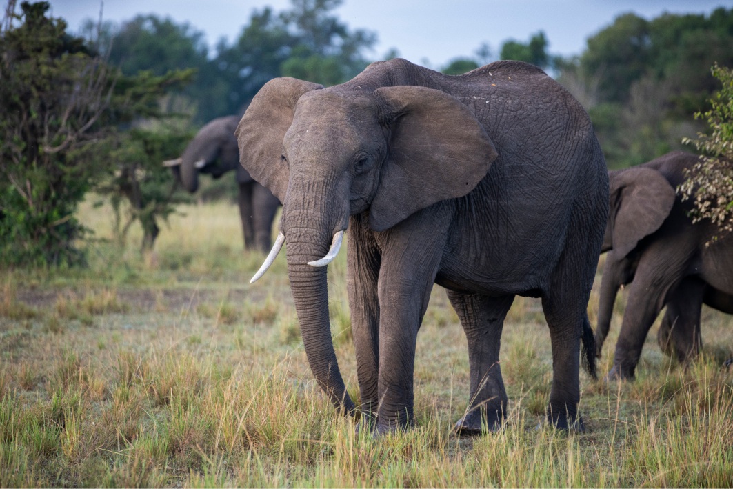 elefanti al Masai Mara