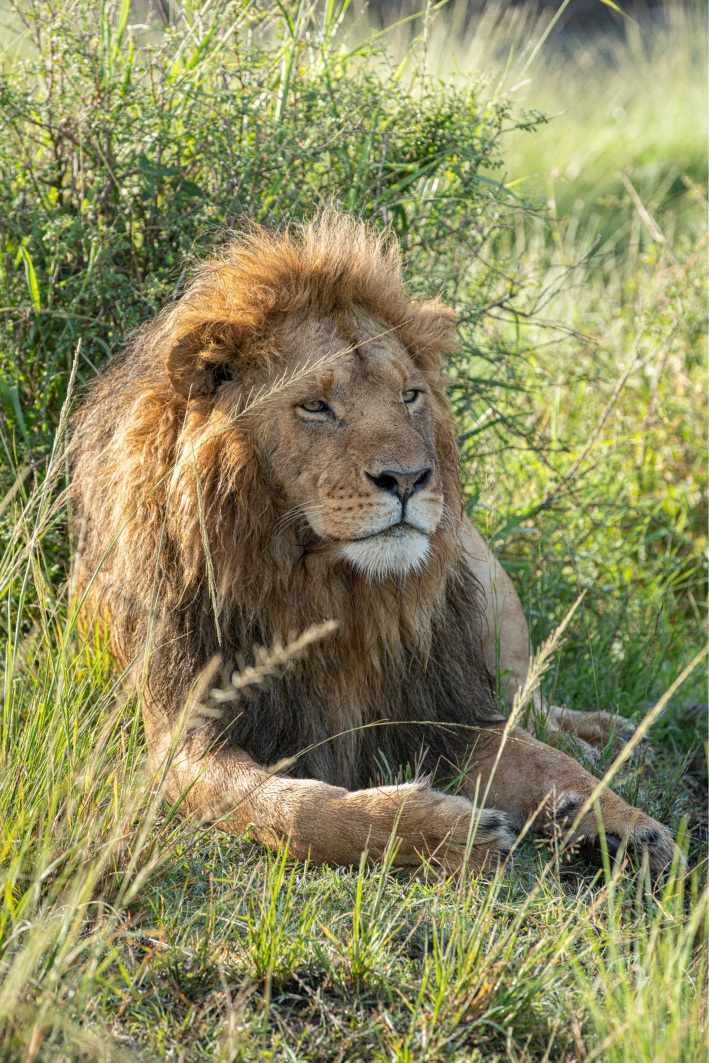 leone al Masai Mara