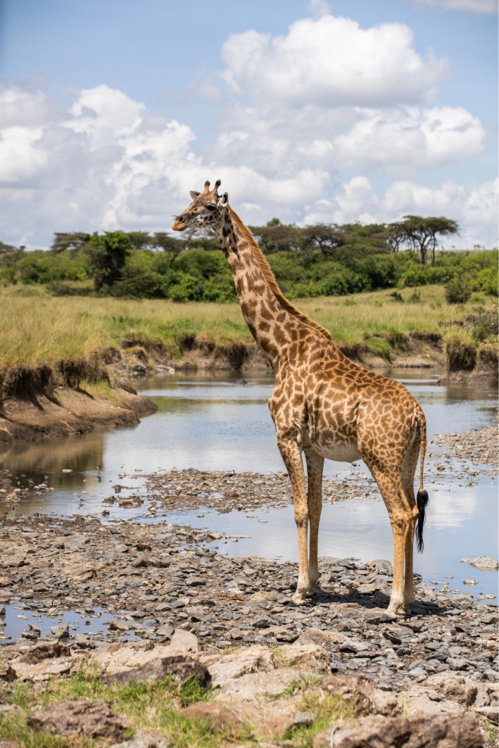 giraffa al Masai Mara