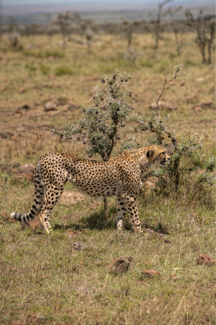 leopardo al Masai Mara