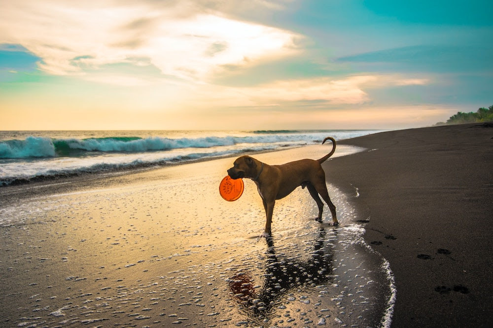Le spiagge più dog friendly? Sono in Emilia Romagna
