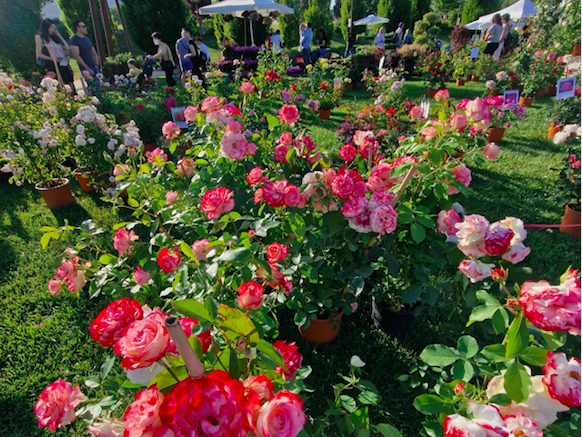 Rose, orchidee e piante rare al Perugia Flower Show