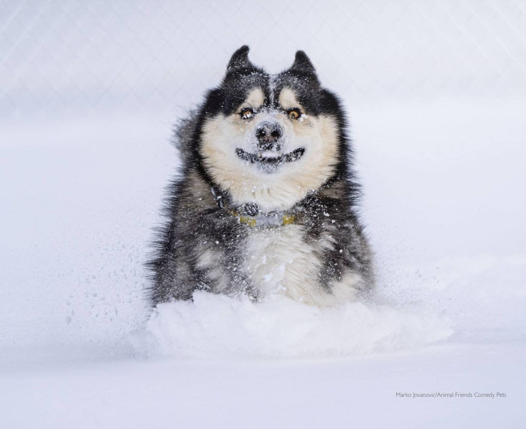 Comedy Pet Photography Awards