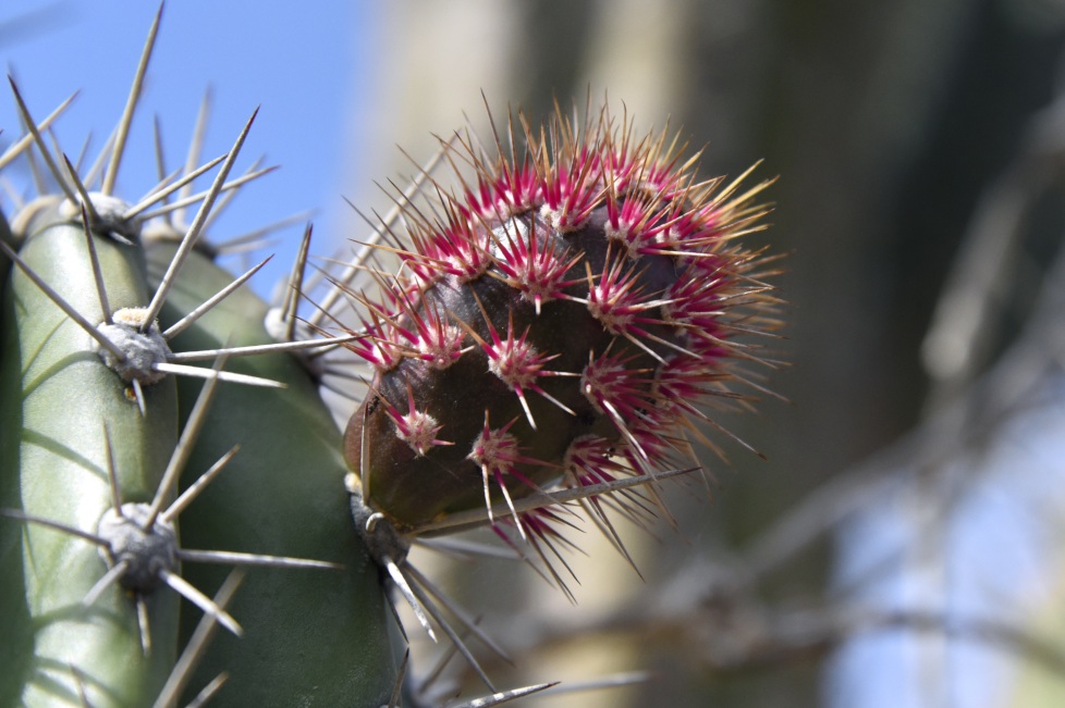 cactus giganti Arikok National Park Aruba
