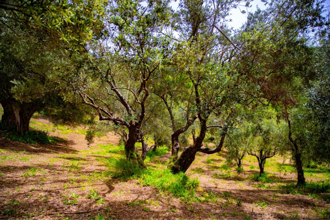 Morigerati, il piccolo borgo dai grandi progetti. Nel Parco del Cilento