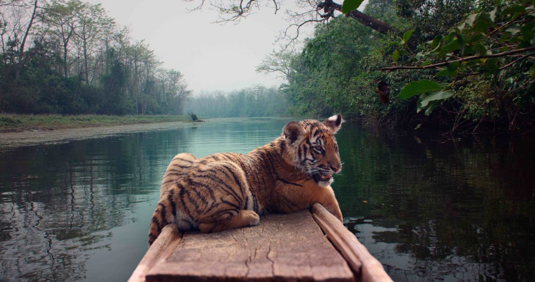 tigre Chitwan