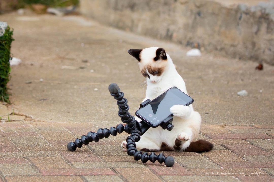 Comedy Pet Photography Awards