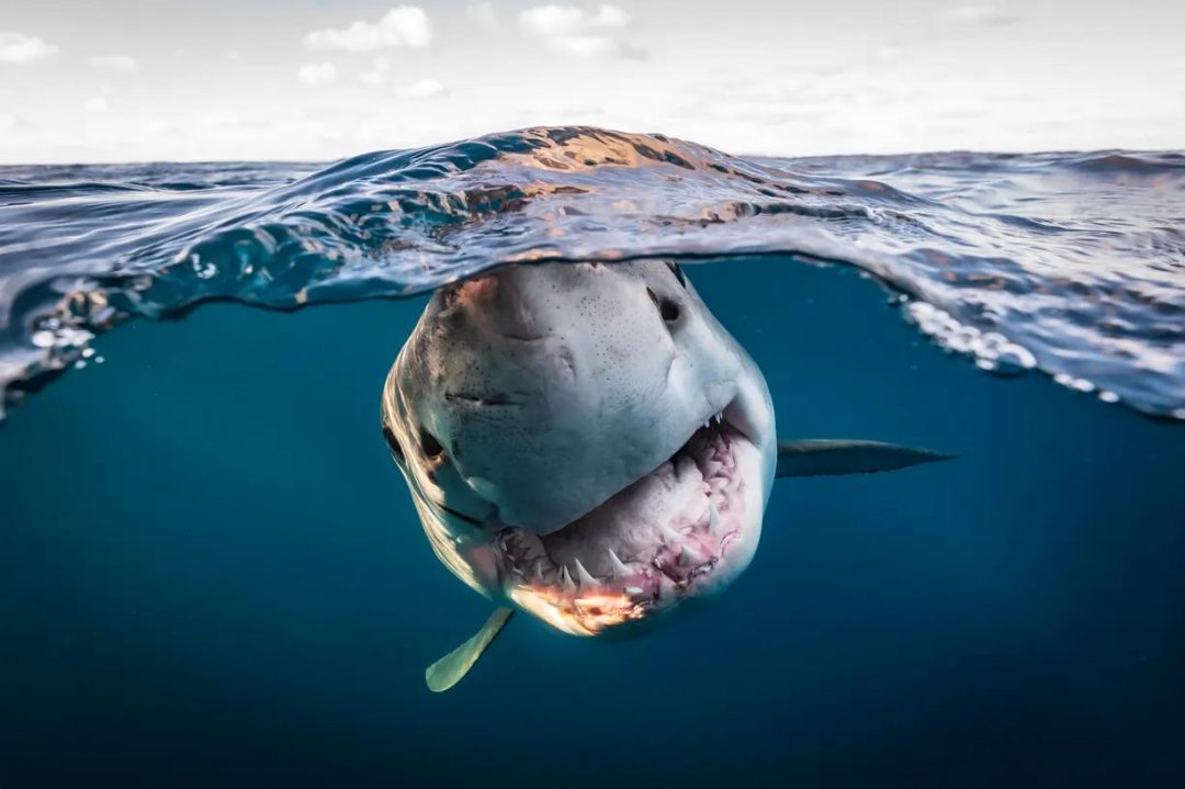 Ocean Photographer of the Year Competition