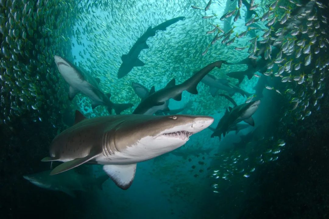 Ocean Photographer of the Year Competition