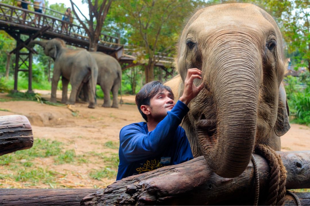 Thailandia elefanti