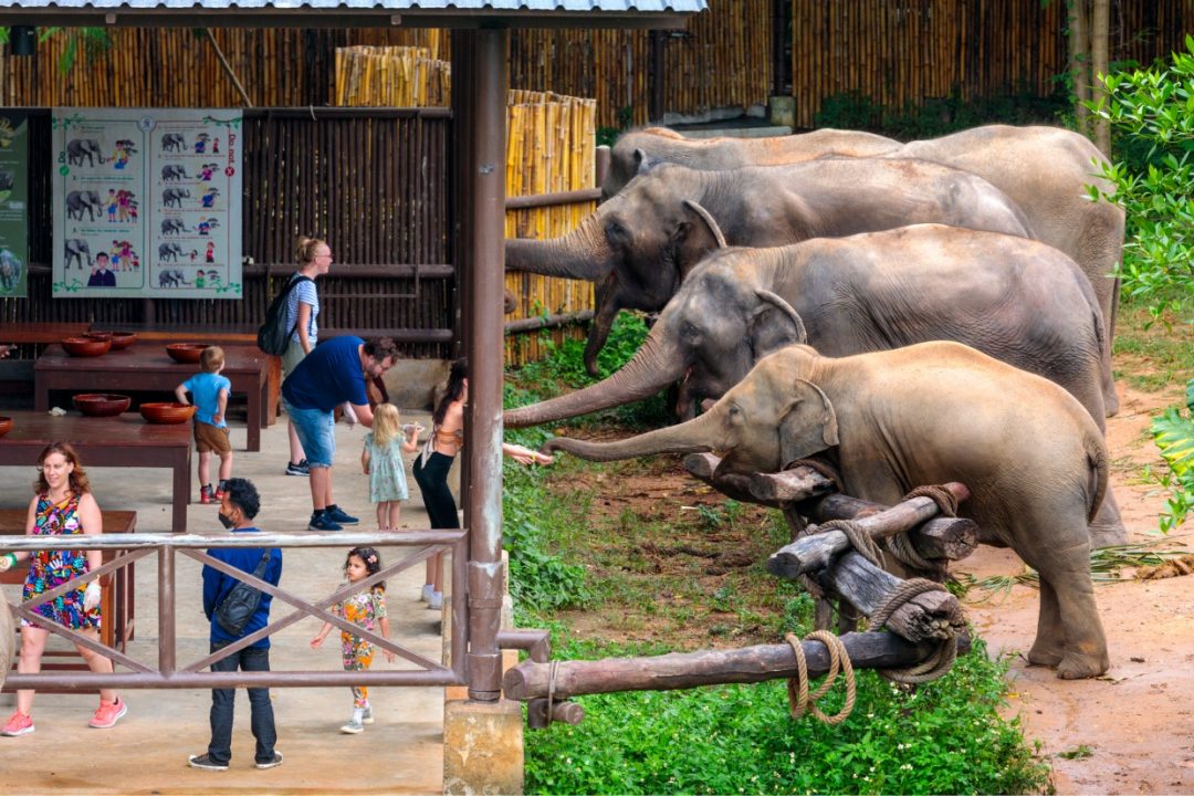 Thailandia Samui elephant kingdom