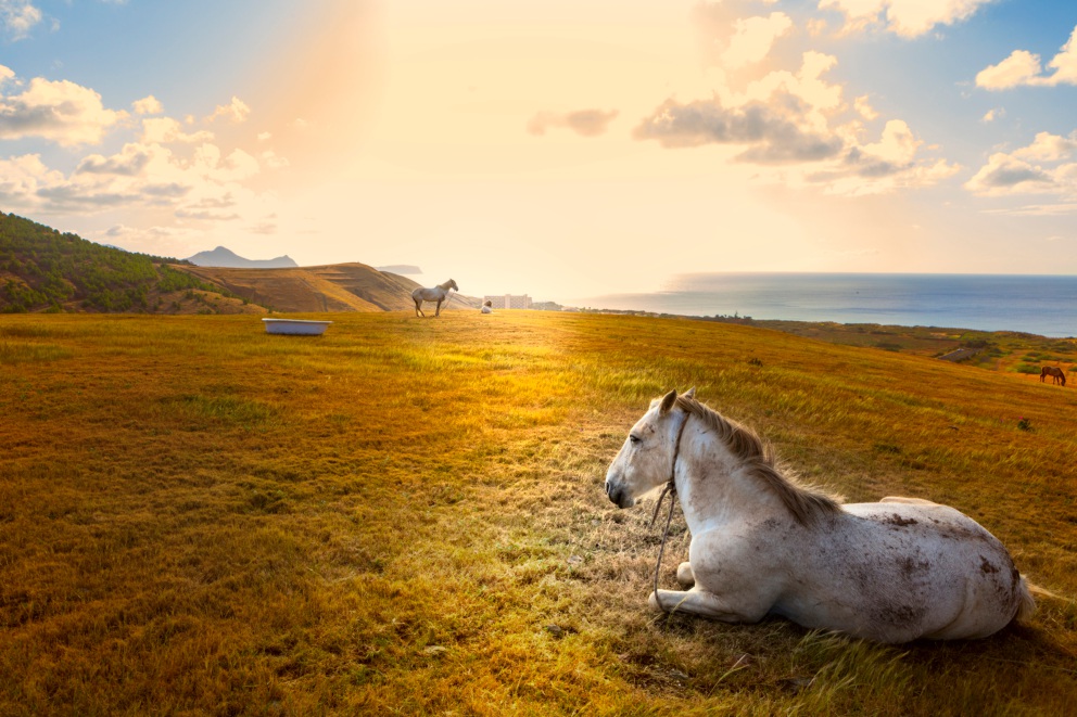 Isola di Madera paesaggio con cavalli