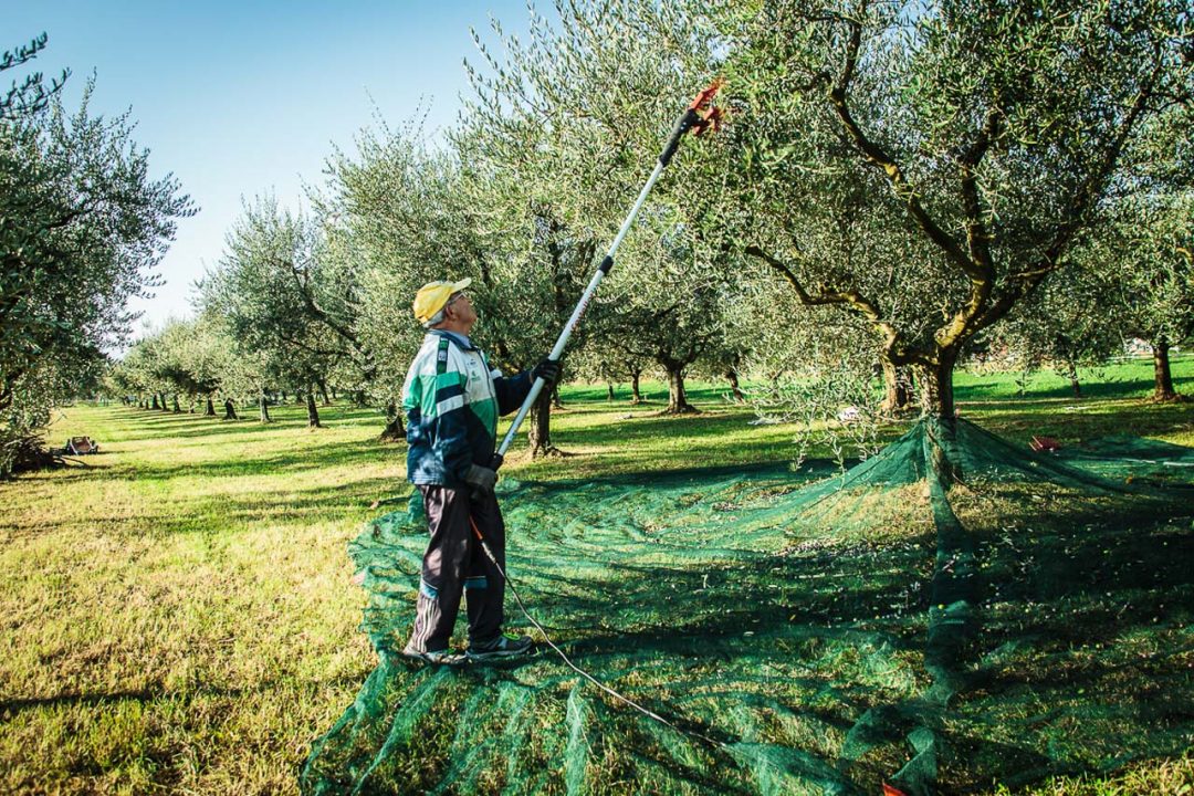 Raccolta olive Emilia Romagna