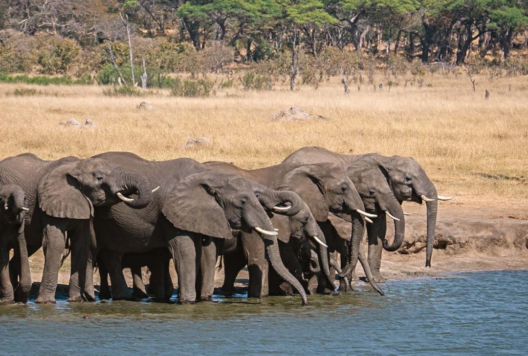 Elefanti nella Sable Valley 