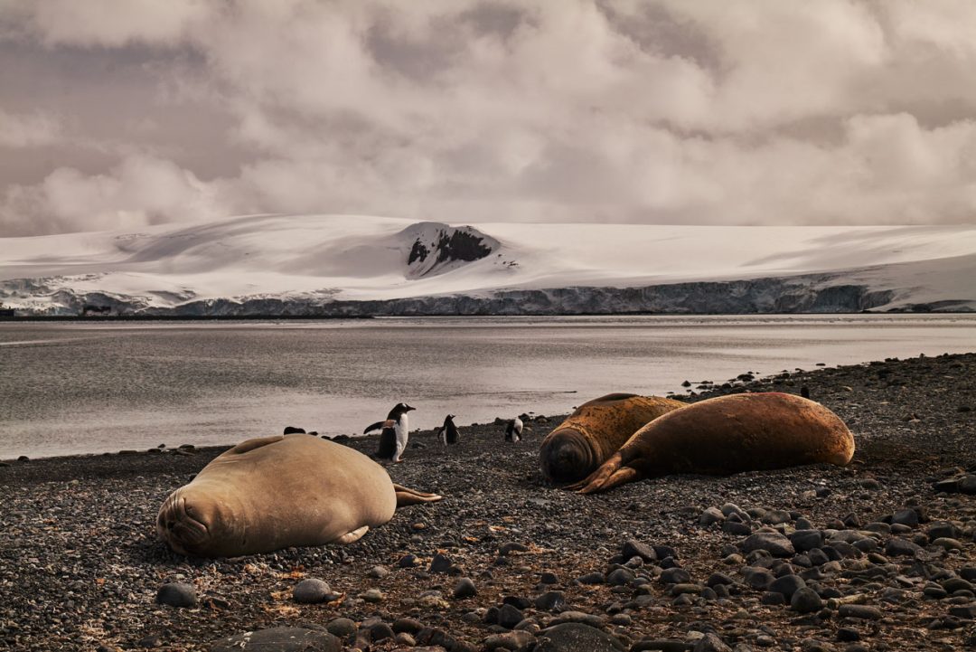 foche e pinguini isole penisola antartica