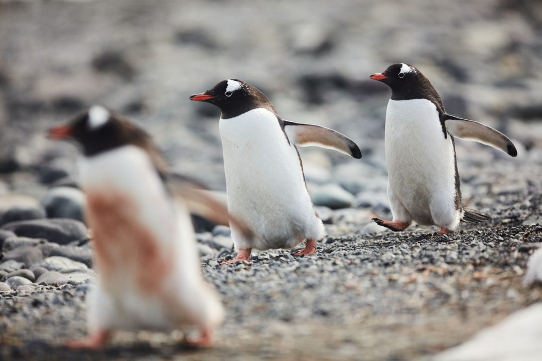 pinguini Gentoo isole Shetland Meridionali
