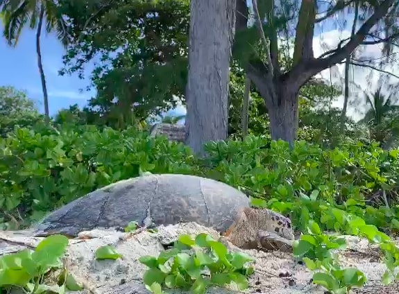 Seychelles, la meraviglia della natura: mamma tartaruga depone le uova sulla spiaggia