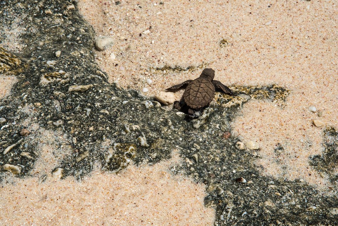 tartaruga sulla spiaggia di Felicitè