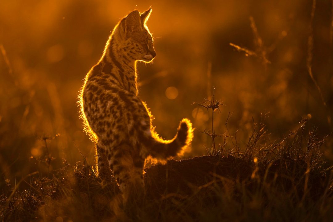 Glowing Serval, di Vrinda Bhatnagar