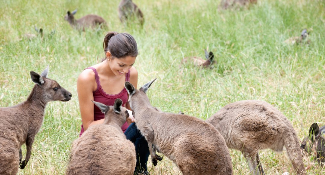 Kangaroos Island Australia donna che nutre canguri