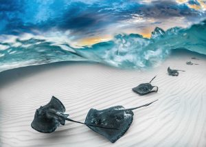 Un mare di bellezza: le foto vincitrici del concorso Underwater Photographer of the Year 2023