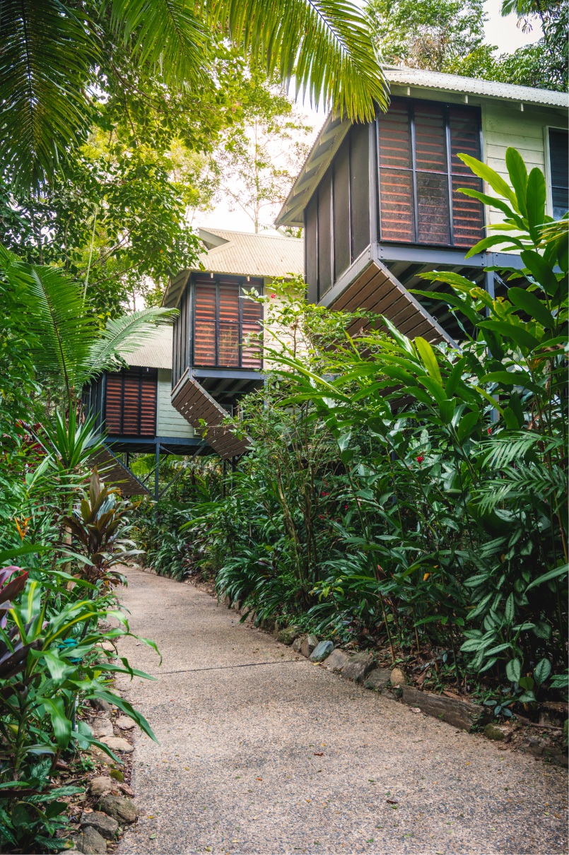 Foresta pluviale di Daintree Australia