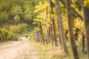 Fuga tra le vigne: in Alto Monferrato, tra castelli, cantine e buona tavola