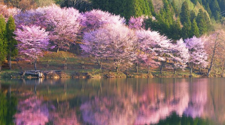Foto Spettacolo Sakura: dove vedere la fioritura dei ciliegi in Giappone