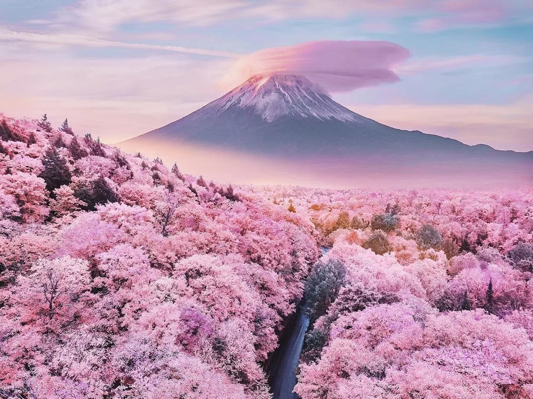 Fioritura dei ciliegi in Giappone: periodo ideale, dove vederla
