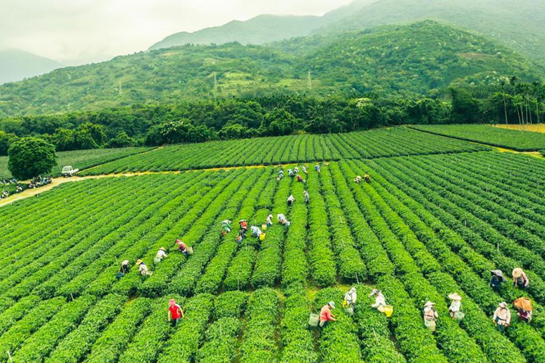 Piantagione di tè, Taiwan
