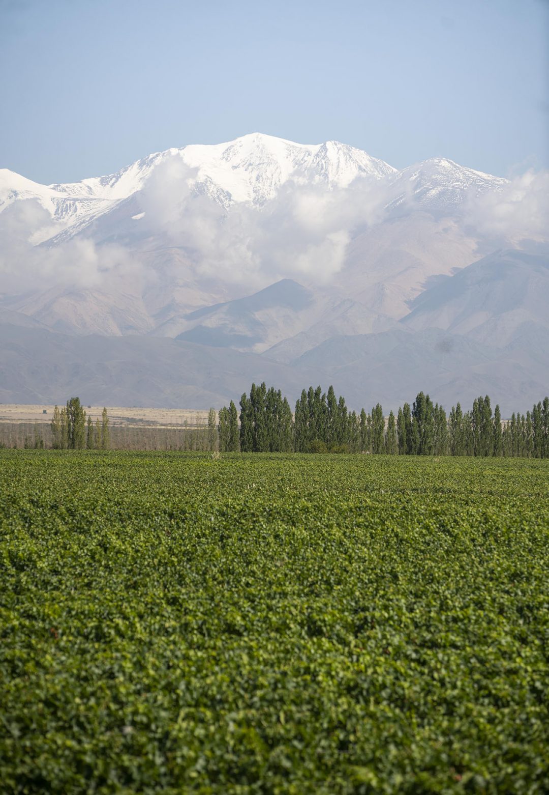 i vigneti della tenuta Chandon Cepas del Plata.