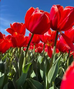 Fioriture di tulipani in Italia: ecco dove vedere le più belle della primavera 2023