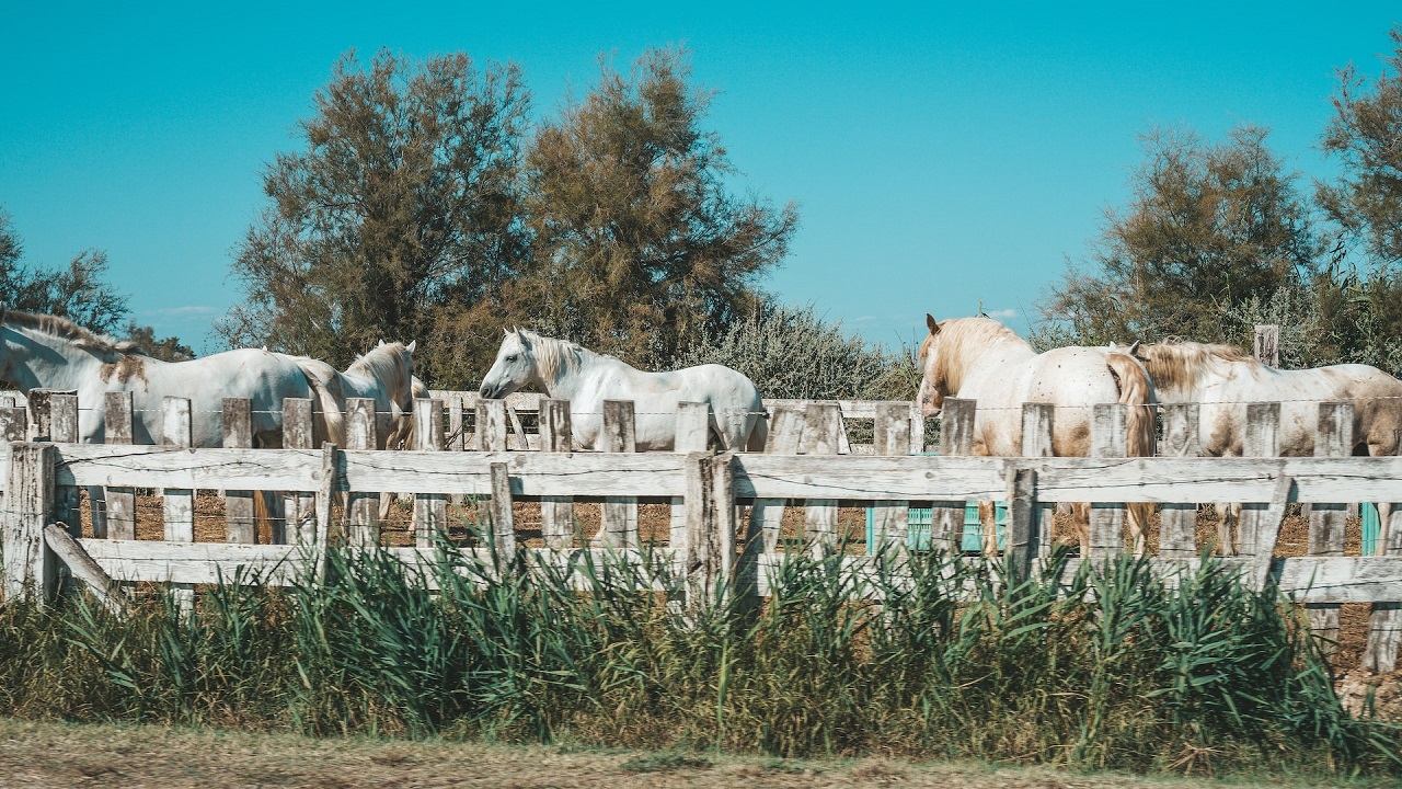 Cavalli della Camargue 